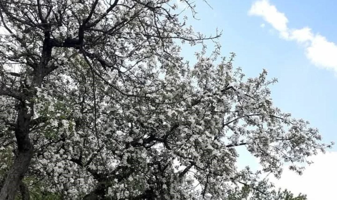 Фото: Зорана Тодосијевић