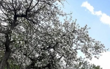 Фото: Зорана Тодосијевић