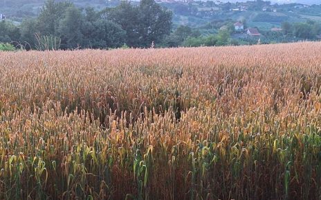 лето Фото: В. Ј.