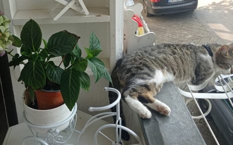 лето Фото: Мима Зиндовић