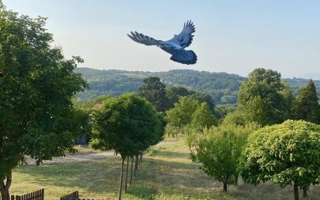 лето Фото: Александра Мишић