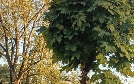 септембар Фото: Мима Зиндовић