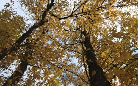 јесен Фото: Мима Зиндовић