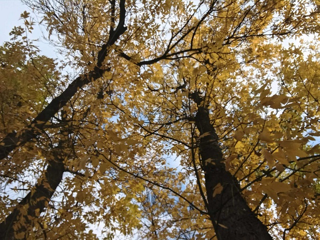 јесен Фото: Мима Зиндовић