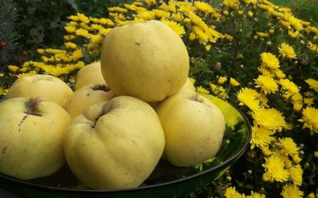 јесен, дуње Фото: Гордана Домановић