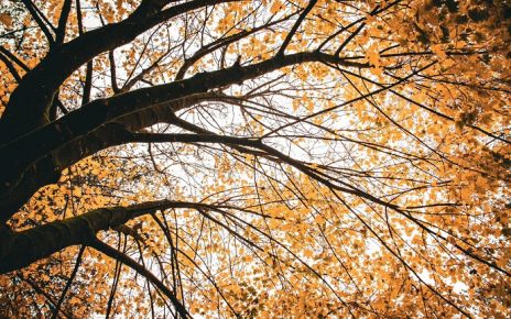 ЈЕСЕН ФОТО: ЈЕЛЕНА МИЛАДИНОВИЋ