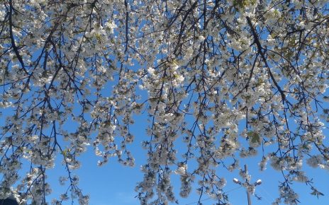 април Фото: Гордана Домановић