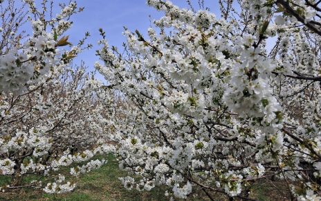 април Фото: Слободан Симеуновић