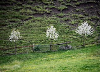 Фото: Јелена Миладиновић