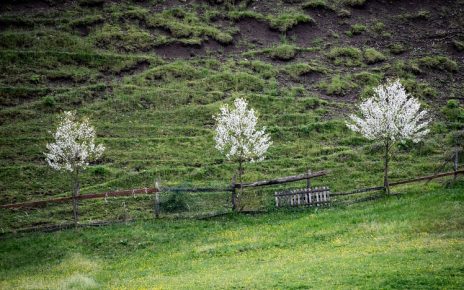 Фото: Јелена Миладиновић