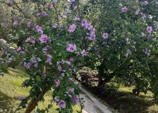 Фото: Зорана Тодосијевић