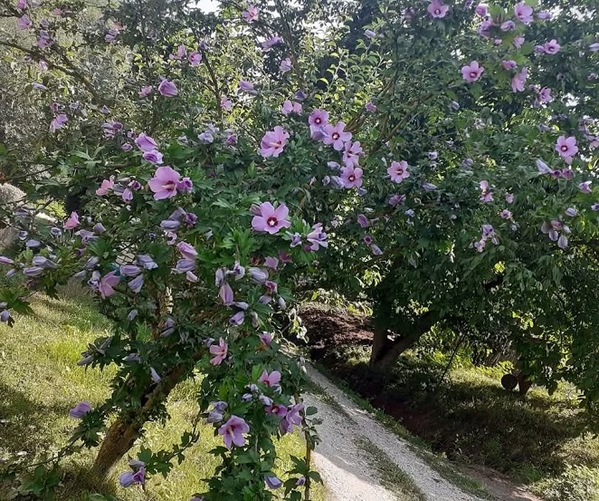 Фото: Зорана Тодосијевић