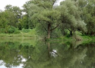 лето Фото: Зоран Зиндовић
