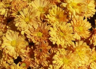 јесен Фото: Гордана Домановић