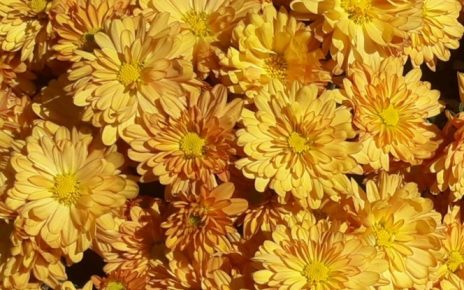 јесен Фото: Гордана Домановић